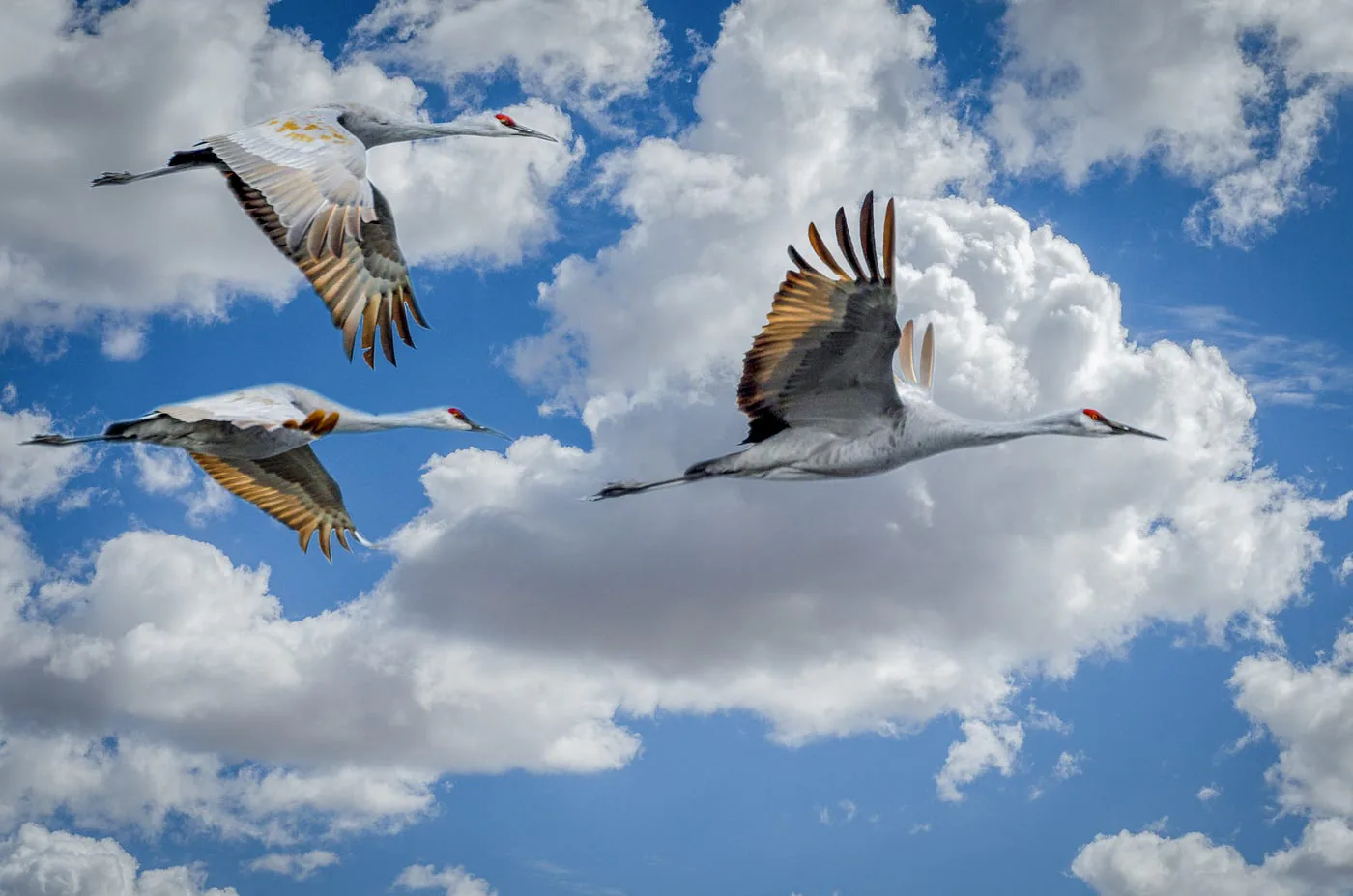 Birds in flight against a cloudy sky.